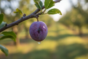 Šljivin smotavac - tretman larvi