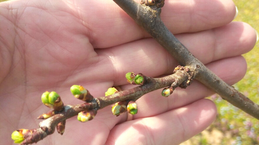 Šljivine ose: Hemijsko suzbijanje se izvodi samo protiv larvi