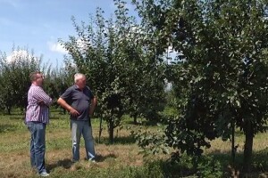 Šljivovica kao brand malih uzgajivača šljive?