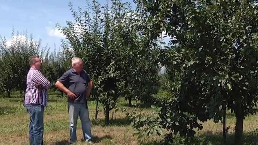 Šljivovica kao brand malih uzgajivača šljive?