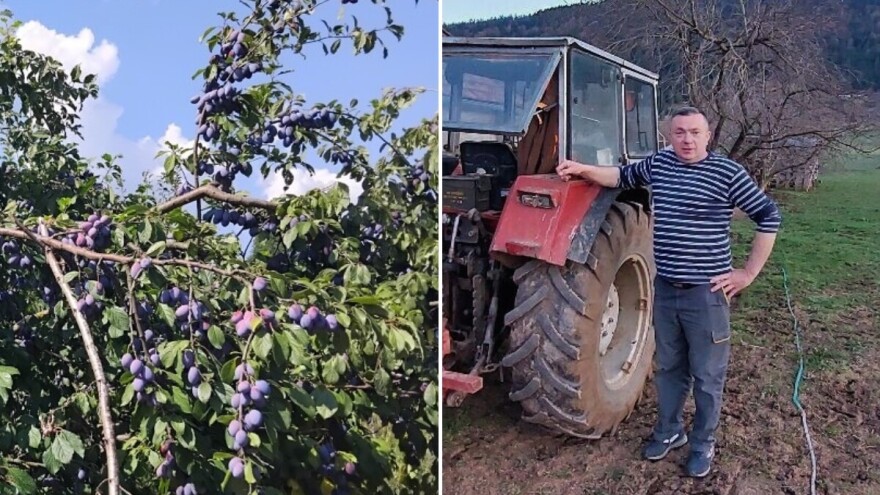 Šljive savile od roda: Cijena viša nego kod drugih, a biće i za pekmez i rakiju
