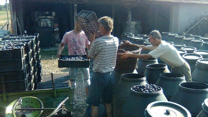 Zlatna lula osvojila jug Srbije, a poznata je i u Južnoj Koreji