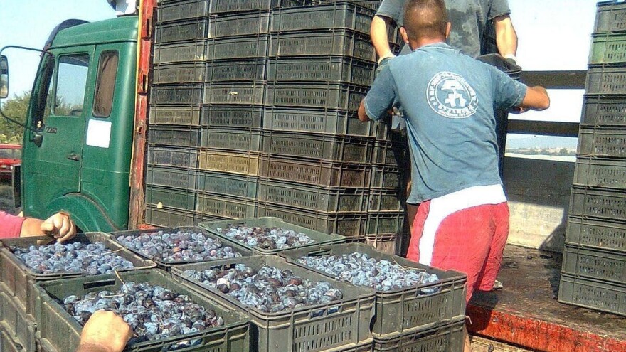 Slabiji rod šljive - cena po kilogramu samo 15 dinara