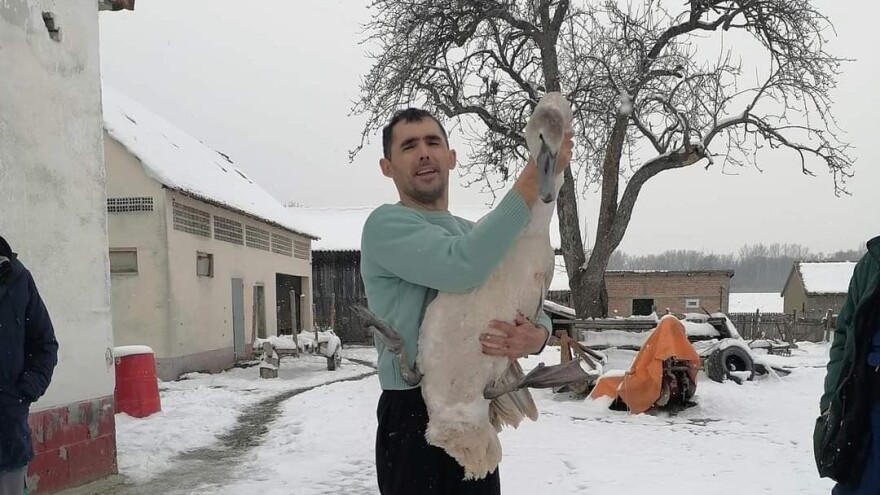 "Nije svinjče, pa da ima gazdu" - Slobodan Nikolić iz ravnja spasao promrzlog labuda