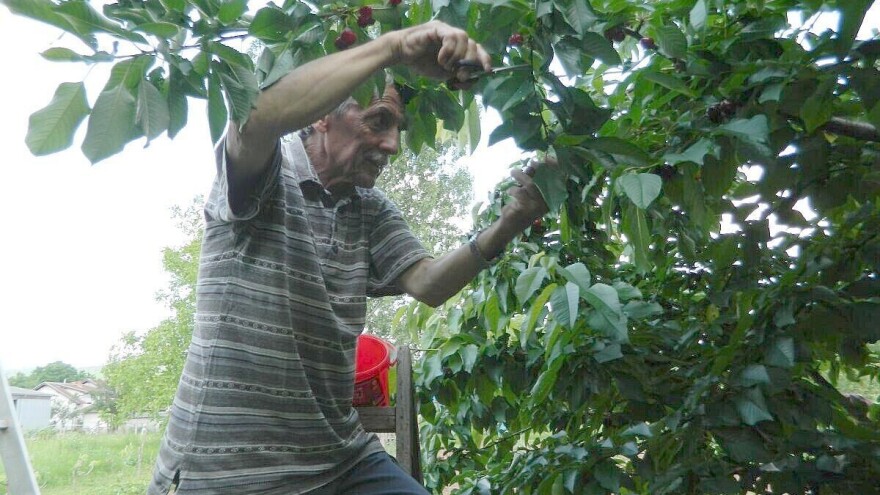 Slobodan Stojanović poklanja trešnje da ne bi propale