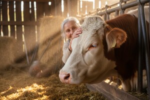 Slovenačka simentalka Luca najstarija u Evropi?