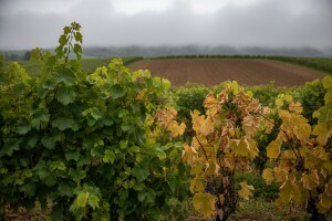 Sloveniji prijeti krčenje vinograda