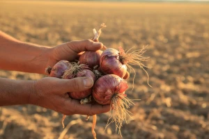 Slow Food