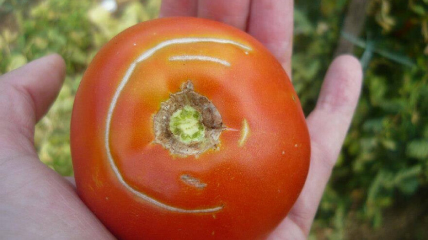 Paradajz jabučar i boranija roga zaštićeni proizvodi