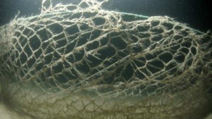 Sluz na ribarskim mrežama