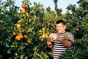 U subotu službeno počela berba mandarina u dolini Neretve