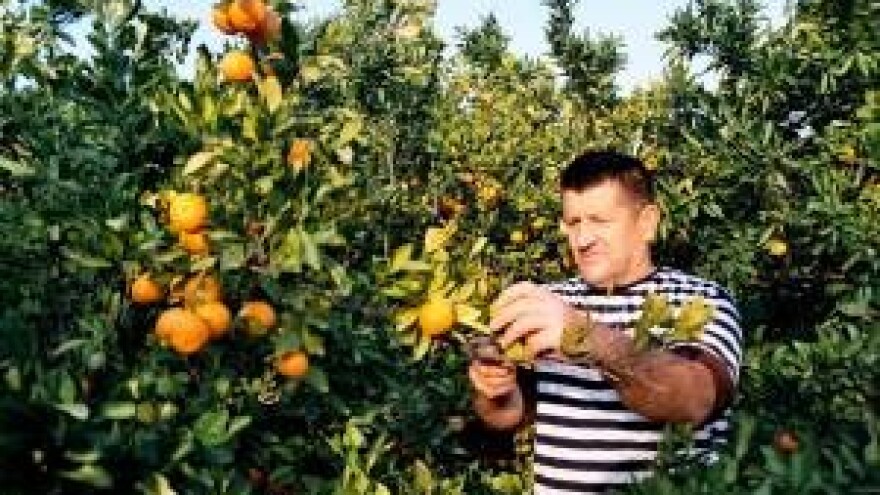 U subotu službeno počela berba mandarina u dolini Neretve