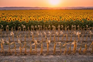 Smanjena proizvodnja kukuruza