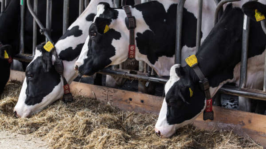 Smanjena proizvodnja mleka zbog vrućina