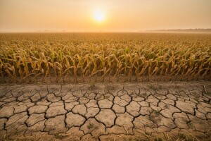 Smanjene zalihe stočne hrane