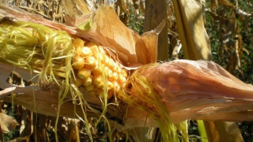 Prinosi smanjeni - najlošiji soja i suncokret