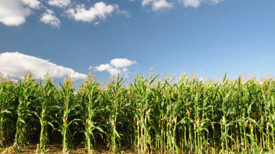 Ratarima smanjeni prinosi zbog vremenskih prilika