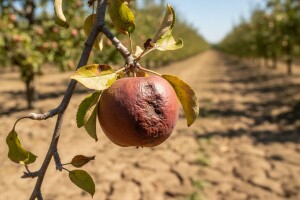 Smanjite stres na voćkama!