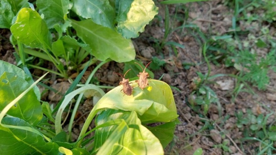 Stjenice ne podnose začine, otjerajte ih mentom, cimetom i češnjakom