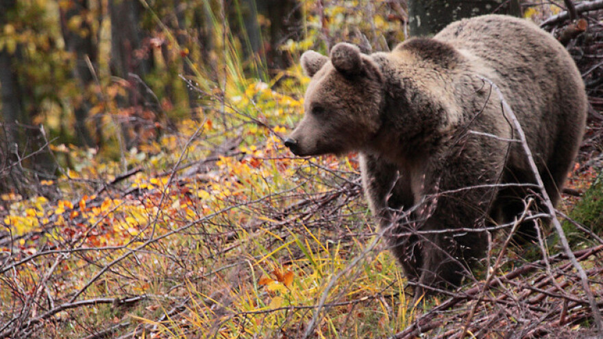 Brojnost i veličina populacije smeđih medvjeda prvi put procijenjena u Hrvatskoj