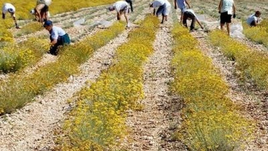 Zajedničkim nastupom protiv niske cijene smilja