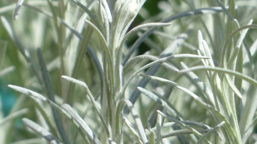 Uzgoj smilja u plastenicima uz pomoć tehnologije