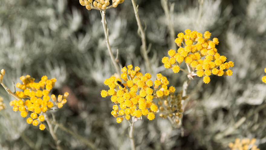 Hiperprodukcija, neorganizovanost i neispitano tržište uzeli su danak smiljarstvu