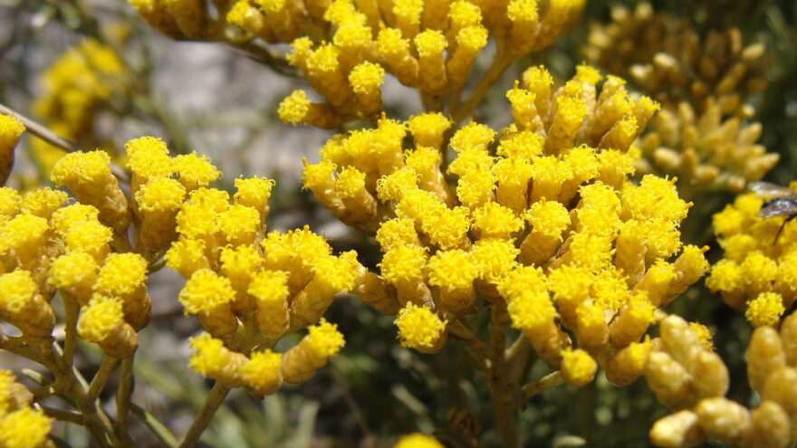 Kinezi oduševljeni proizvodima od smilja, potpisan Sporazum o saradnji