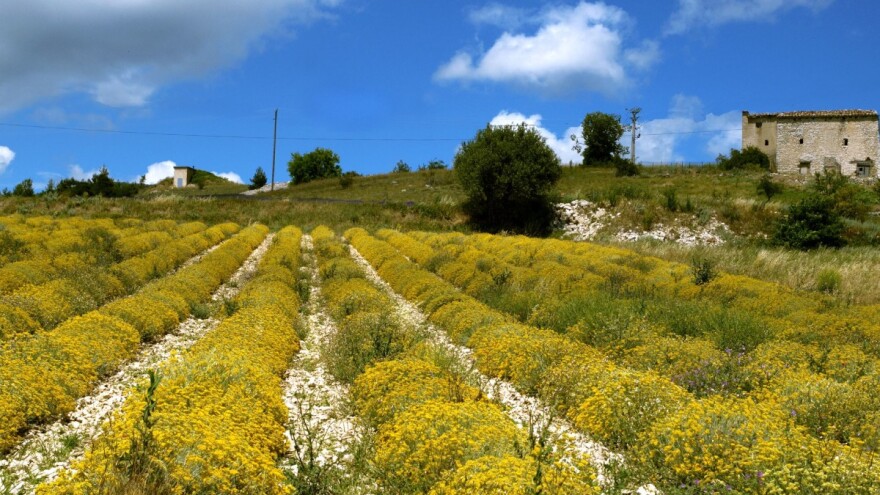 Odlična prilika za uzgajivače smilja - INTERA TP dijeli 10 uređaja za automatsko praćenje staklenika!