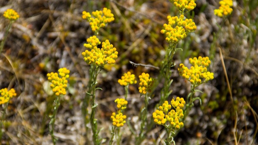 Oporavlja se tržište smilja, cijena ove godine porasla na 1,40 KM