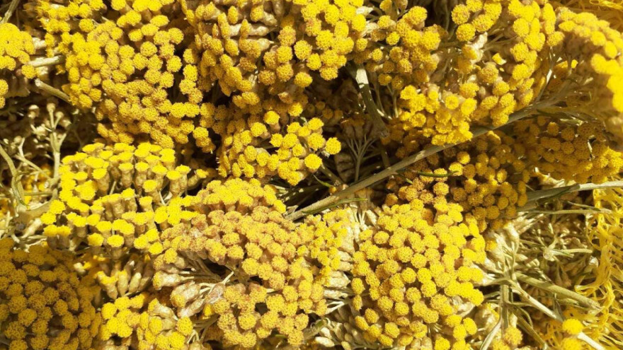 Eterično ulje smilja - od Hercegovine do laboratorije u stanu u Novom Sadu