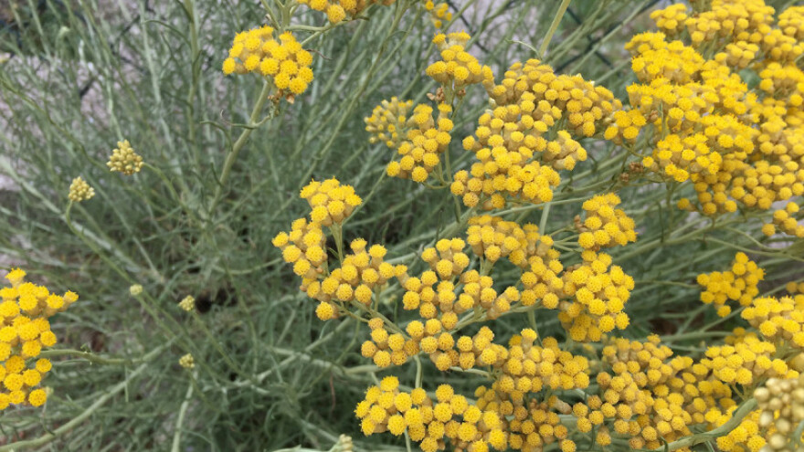 Mali proizvođači smilja najavili formiranje klastera