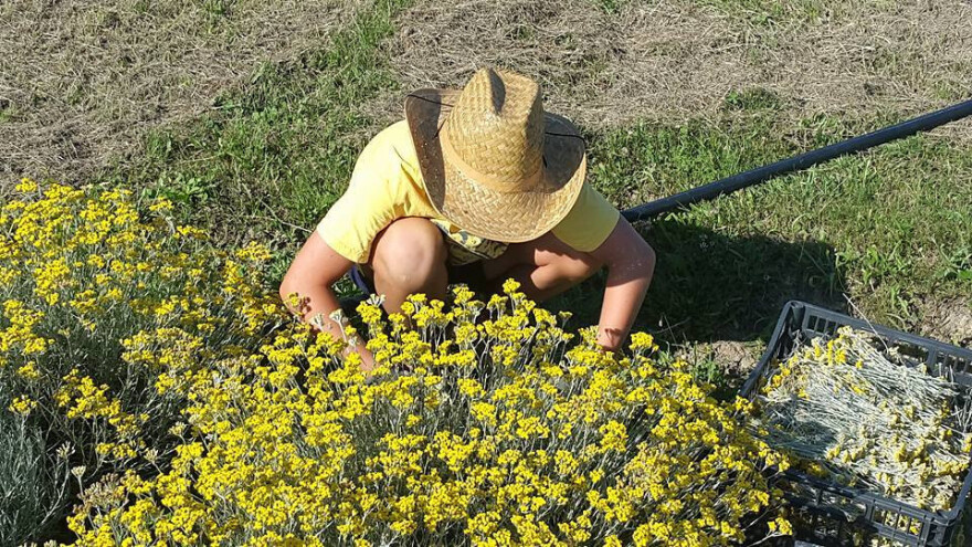 Zaštitna cijena svježe mase smilja 2,50 KM/kg