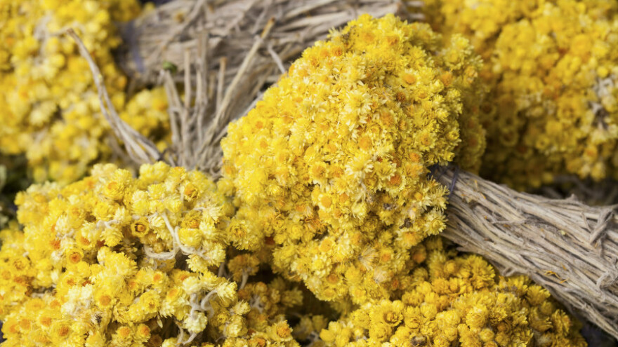 Otkupna cijena smilja pala za više od 80 posto!