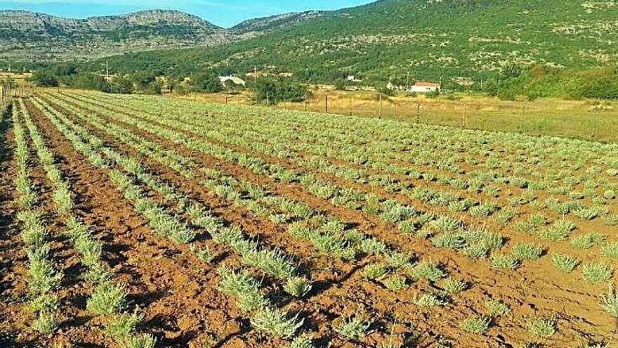 Proizvodnja smilja definitivno nije isplativa?