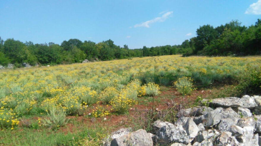 Dovoljni kapaciteti za preradu smilja u Hercegovini?