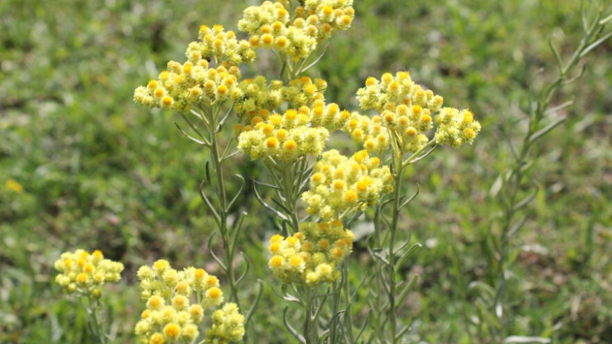 Površine pod smiljem prenamjenjuju za sadnju voća ili povrća