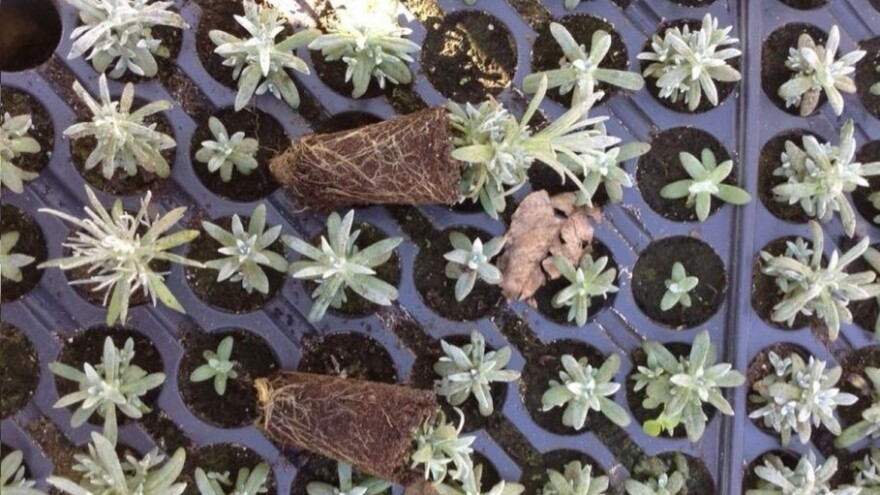 Prve sadnice smilja izvezene u Crnu Goru