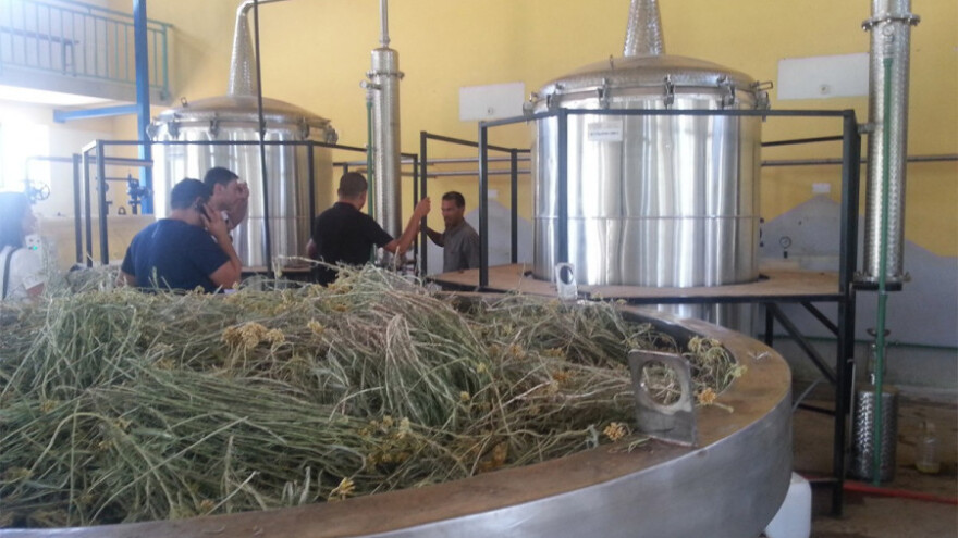 Izvoz eteričnih ulja povećan za 2,5 miliona KM!