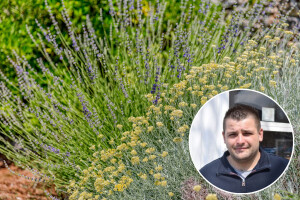 Martin Soldo nije odustao od smilja, a istražuje i nove kulture