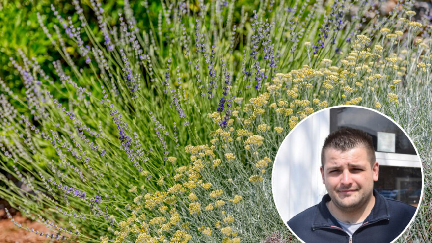 Martin Soldo nije odustao od smilja, a istražuje i nove kulture