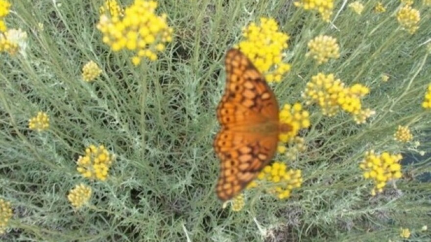 Gusjenice napale smilje, kako ih se riješiti?