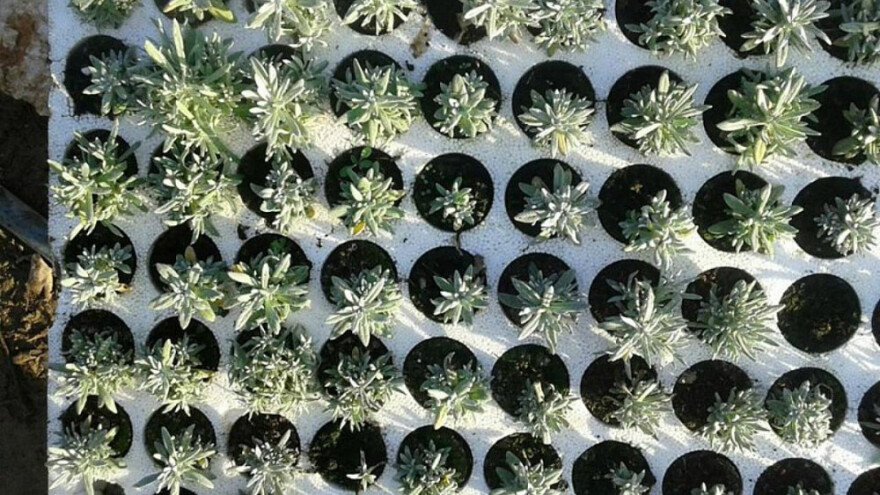 Nema zime za smilje, sadnice će se oporaviti