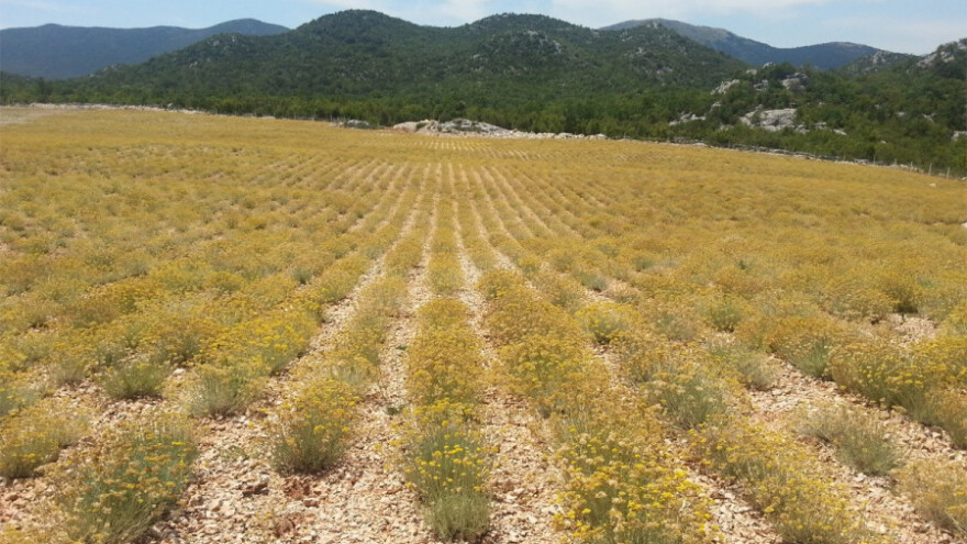 Počinje otkup smilja, javite se!