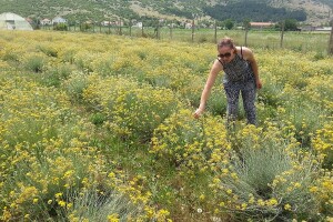 Smilje nekoć 5 KM, danas za kilogram 1,8 KM