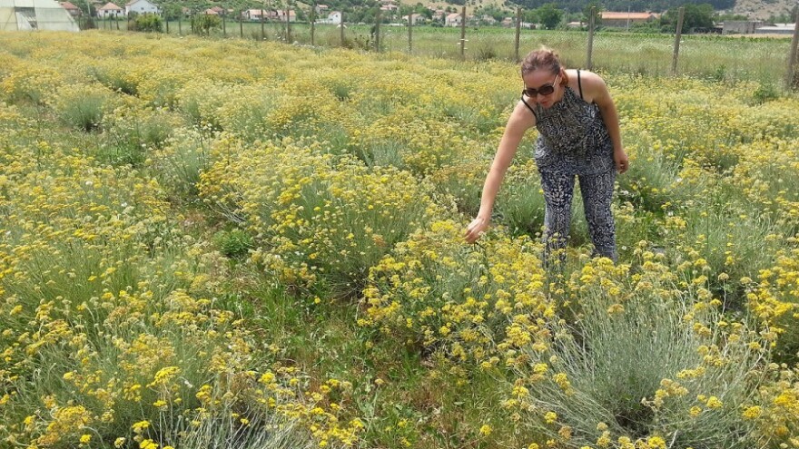 Smilje nekoć 5 KM, danas za kilogram 1,8 KM