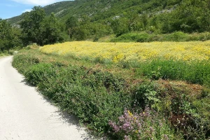 Udruženi proizvođači i prerađivači smilja