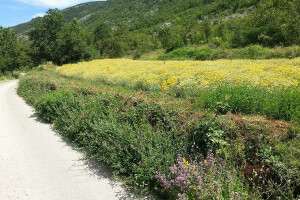 Udruženi proizvođači i prerađivači smilja