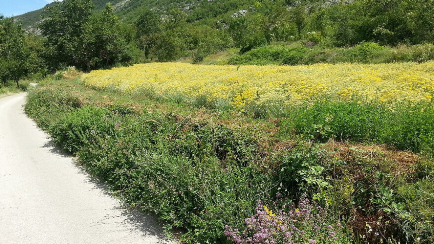 Udruženi proizvođači i prerađivači smilja