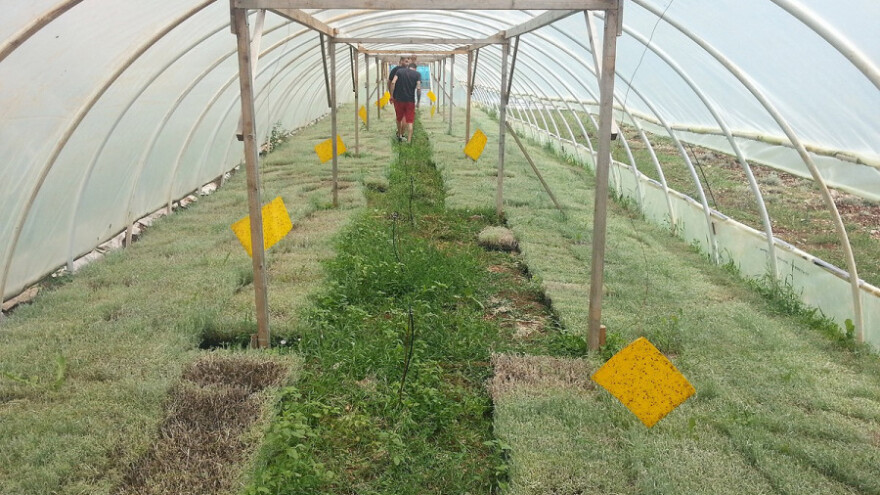 Zasađeno 30 miliona stabljika smilja